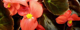 Begonia semperflorens