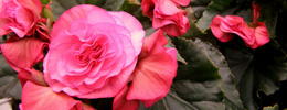 Begonia solenia