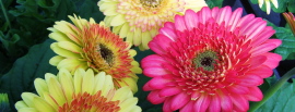 Gerbera Cartwheel Strawberry twist